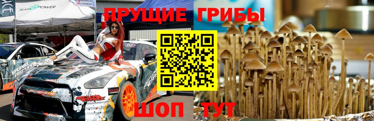 Туймазы  Псилоцибиновые грибы Cubensis  Вход с VPN 